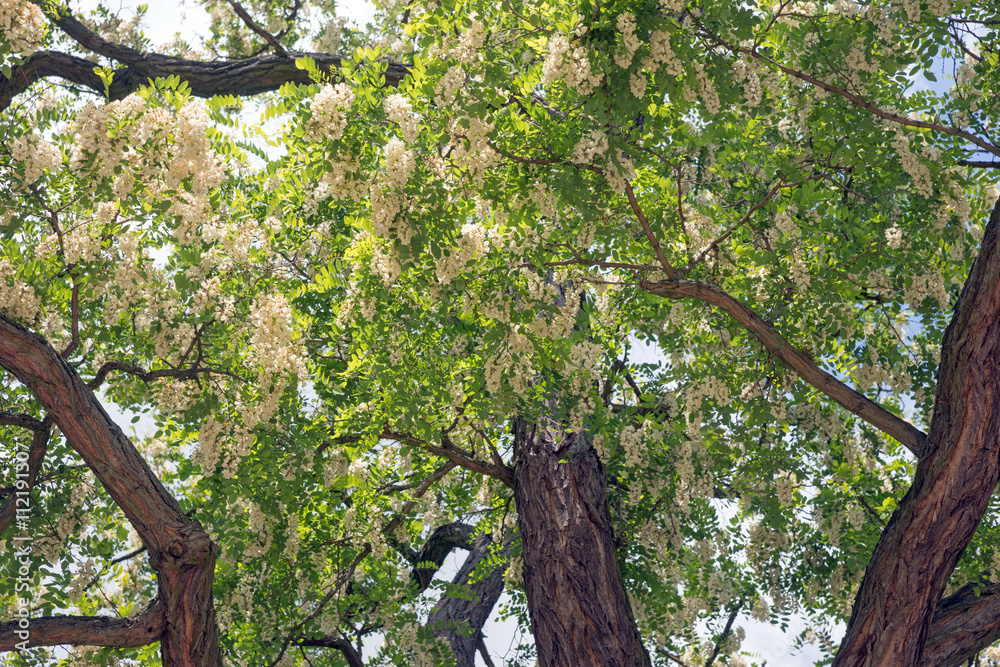 Fototapeta premium Blüten der Robinie