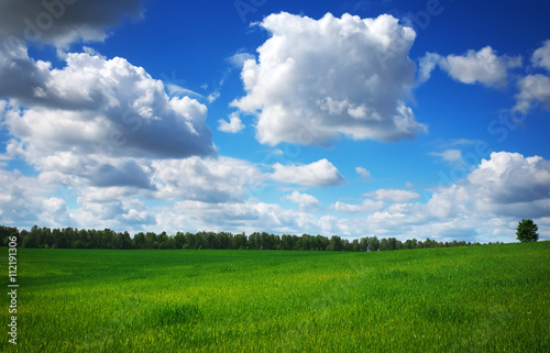 Beautiful spring landscape. Field of grass and perfect sky