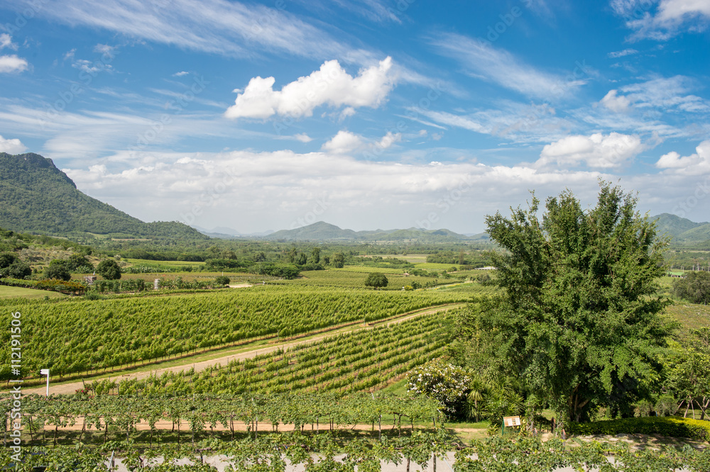 Hua Hin Hills vineyards outside Hua Hin in Thailand. The quality of wines is improving in Thailand and the best wines are made from chenin blanc, colombard and shiraz.