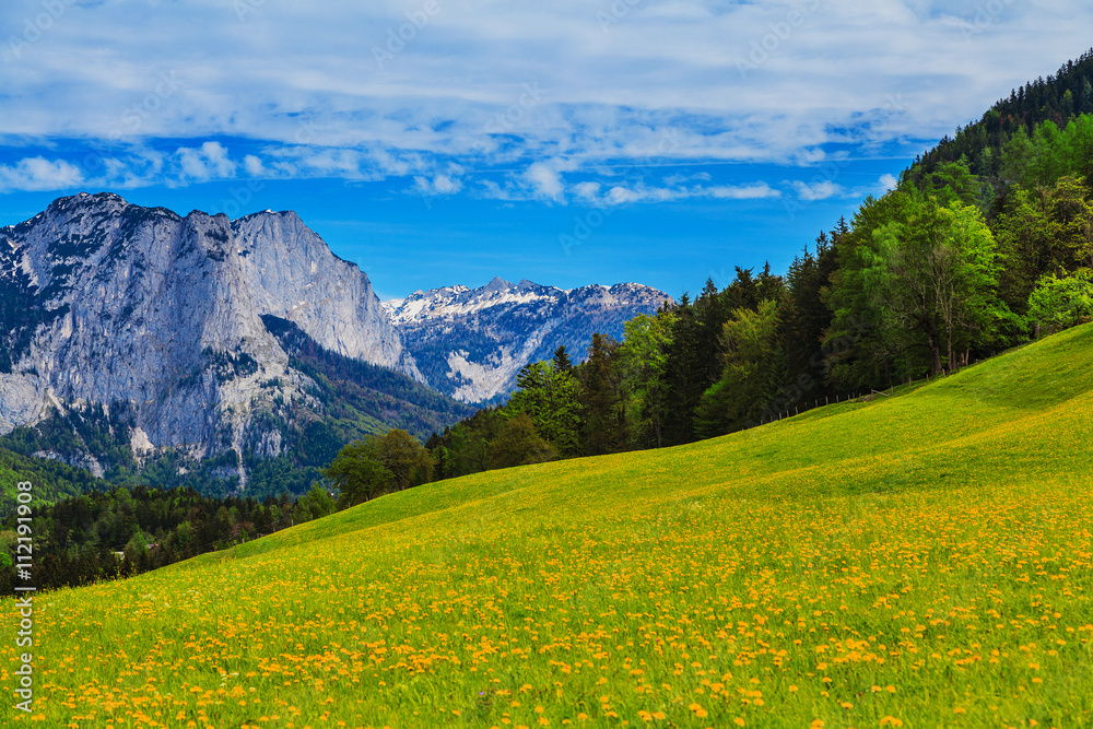 Green, spring alpine meadow on the background of snowy peaks in