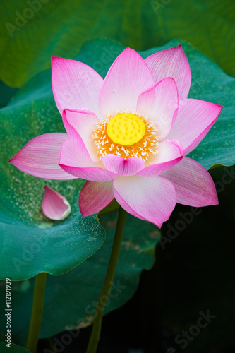 Beautiful lotus flower