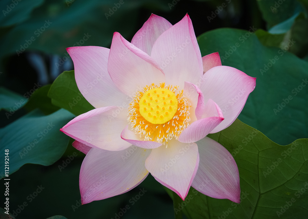 Beautiful lotus flower