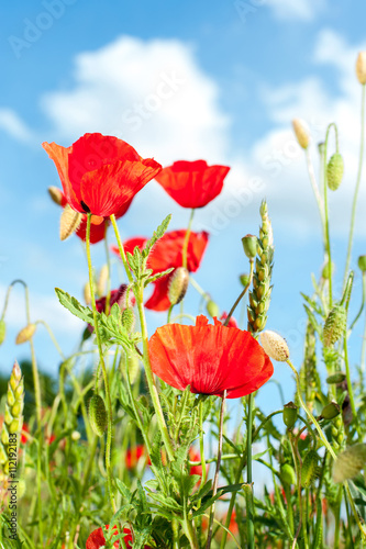 Field with red translucent poppy flowers in rays of sunlight.