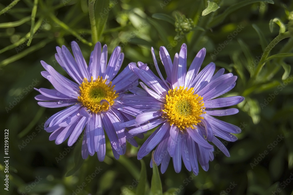 Obraz premium Two alpine asters purple