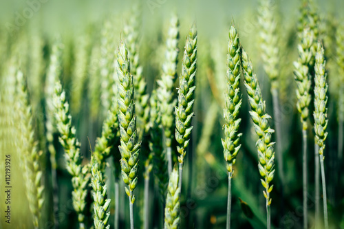 Carta da parati Green wheat in the field