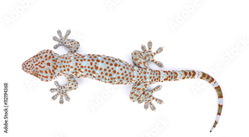 Photos Gecko isolated on white background