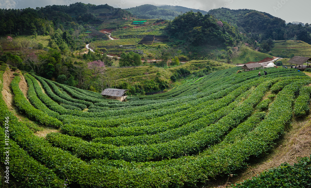 green tea plantation on mountains with hut in Chiang Mai, Thailand.