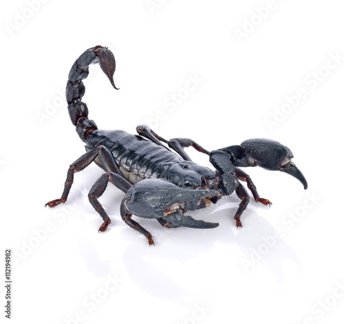 Emperor Scorpion ( Pandinus imperator) on white background