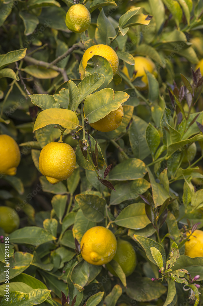lemon orchard in california