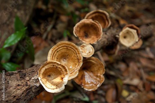 Mushrooms in the forest at Chang Mai province, Thailand