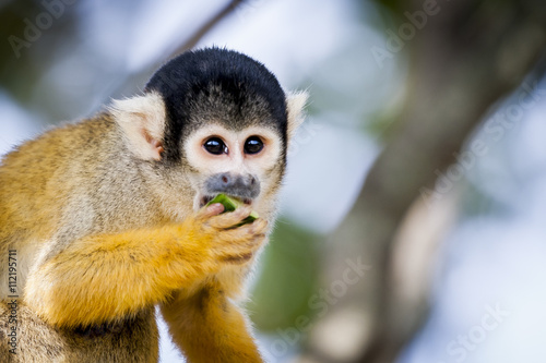 Canvas Print Portrait de singe saimiri