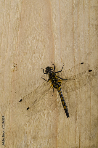 dragonfly on the board, top view