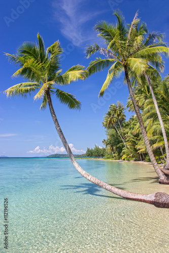 coast of the tropical island with palm trees © milkovasa