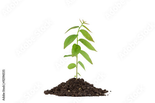 Young green plant on the soil ,on white background