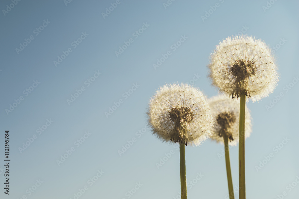 Dandelions with white fluffy seeds