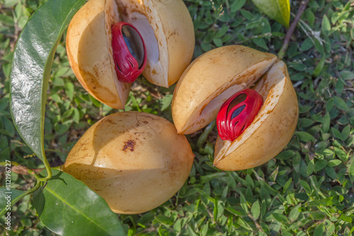 noix de muscade, fruits du muscadier photo