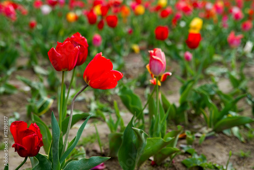 Tulpen