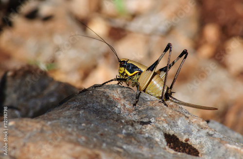 female grasshopper sitting on a large stone.