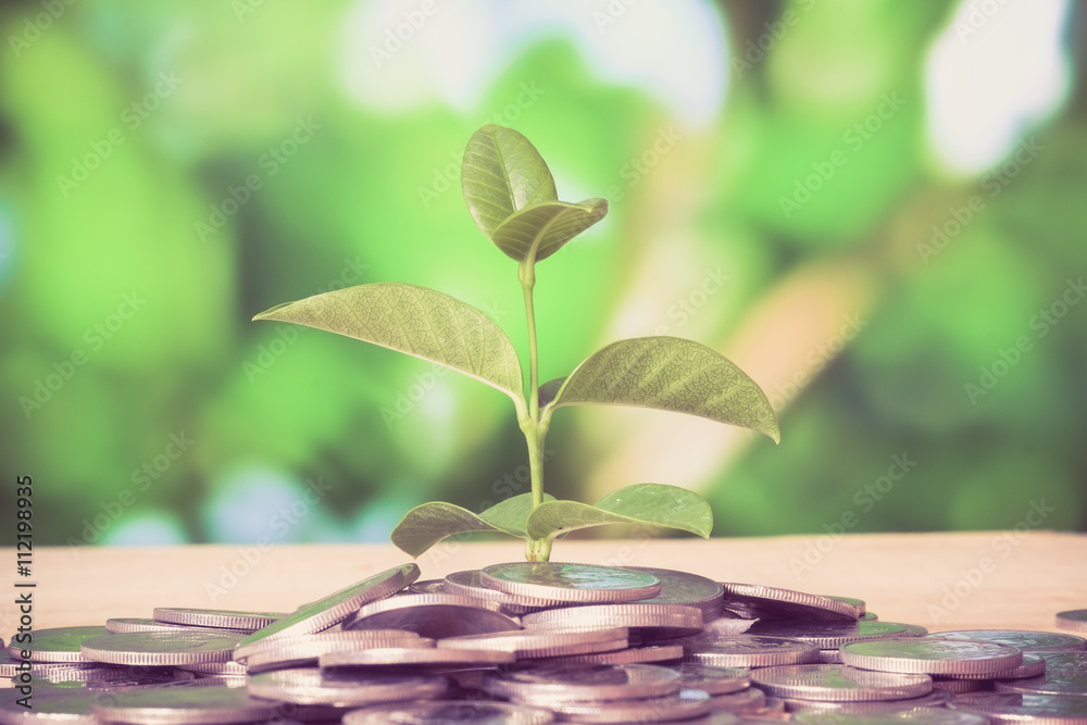 save money for investment concept plant growing out of coins mon save money for investment concept plant growing out of coins mon