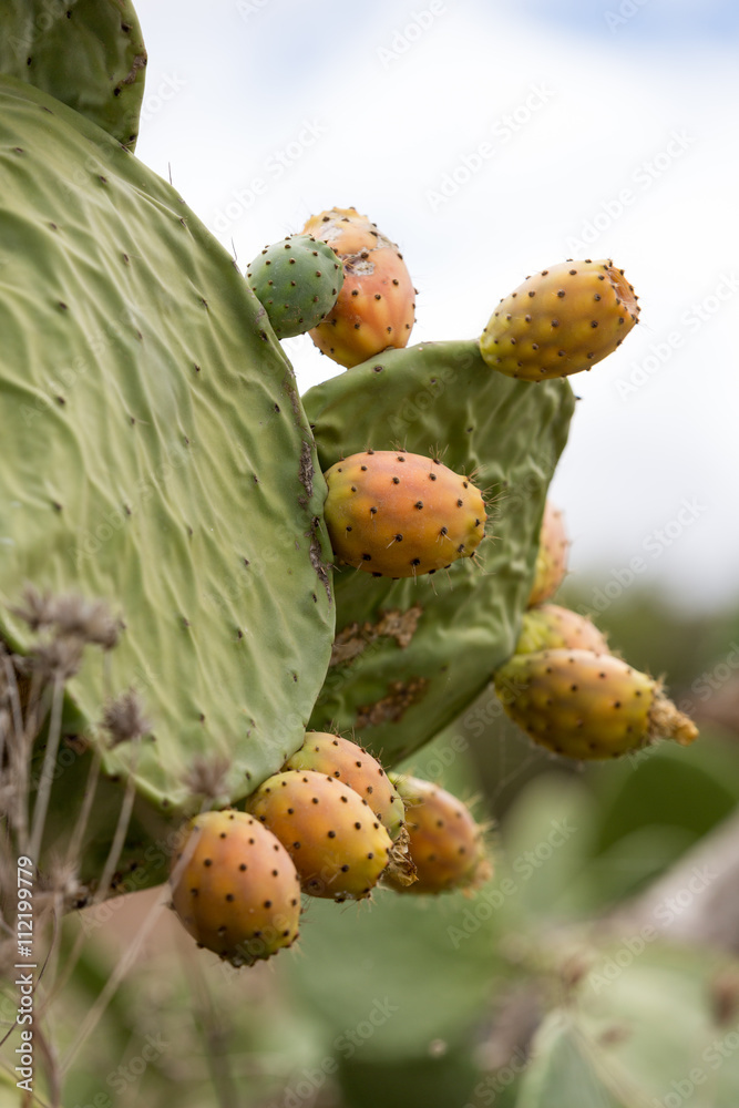Opuntia ficus-indica is a species of cactus that has long been a domesticated crop plant important in agricultural economies throughout arid and semiarid parts of the world. Opuntia ficus-indica is a species of cactus that has long been a domesticated crop plant important in agricultural economies throughout arid and semiarid parts of the world.