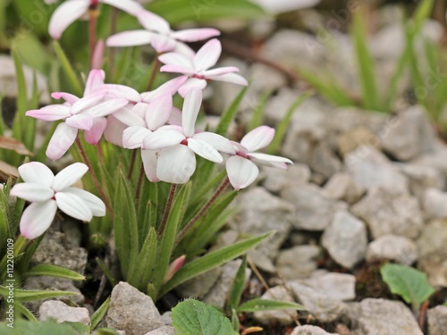 Grasstern (Rhodohypoxis baurii) photo