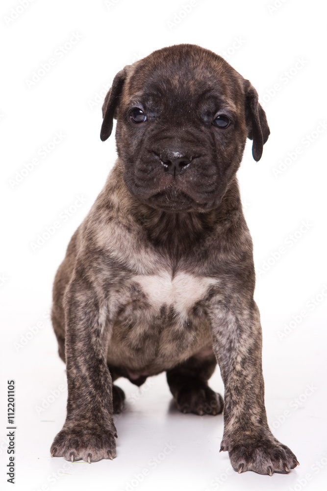 Brown Cane Corso puppy dog (isolated on white) Brown Cane Corso puppy dog (isolated on white)