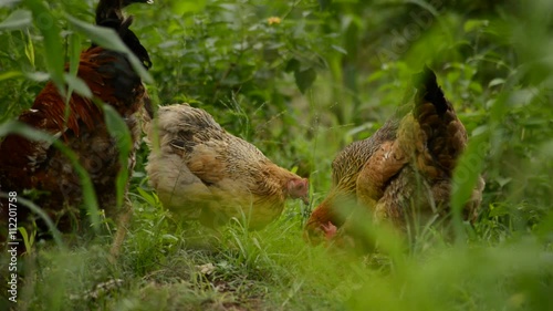 Flock of chicken is grazing on the farm Mfangano Island, Kenya photo