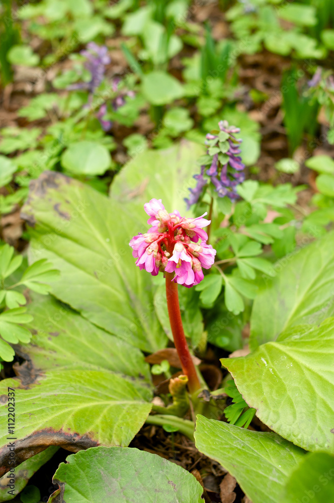 One pink flower One pink flower