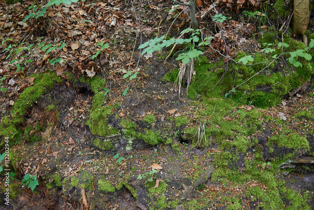 Forest ground Forest ground
