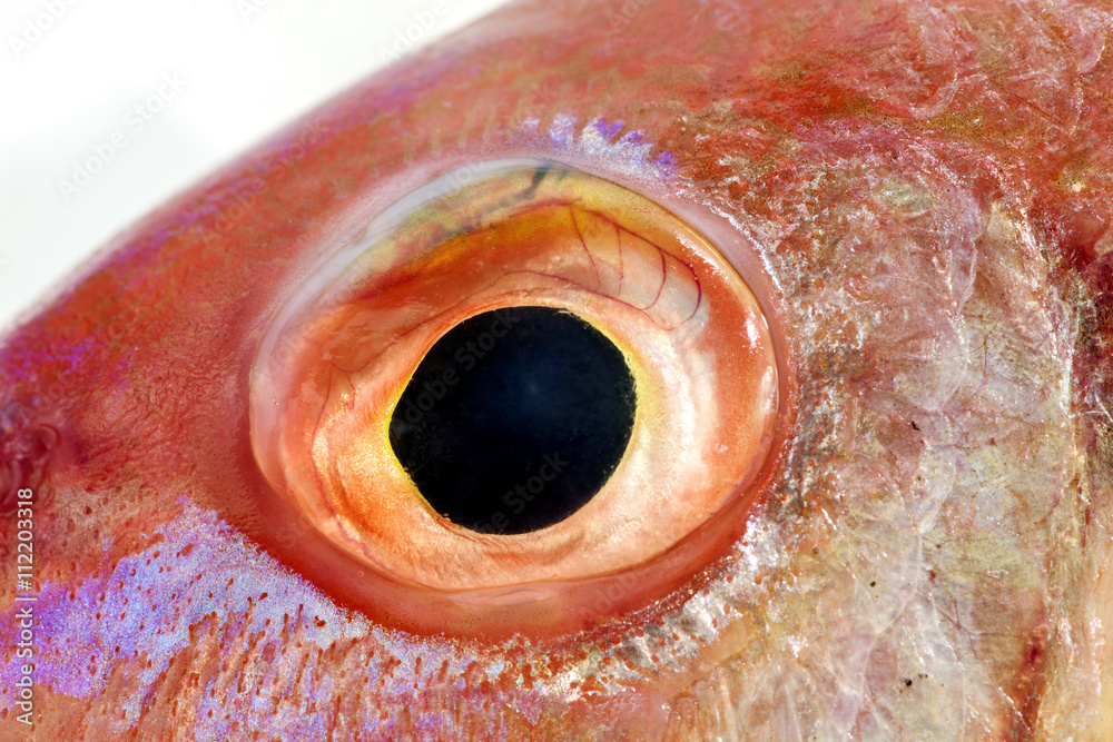 Fototapeta premium Close Up of Colourful Fish Eye ,beautiful color for background.