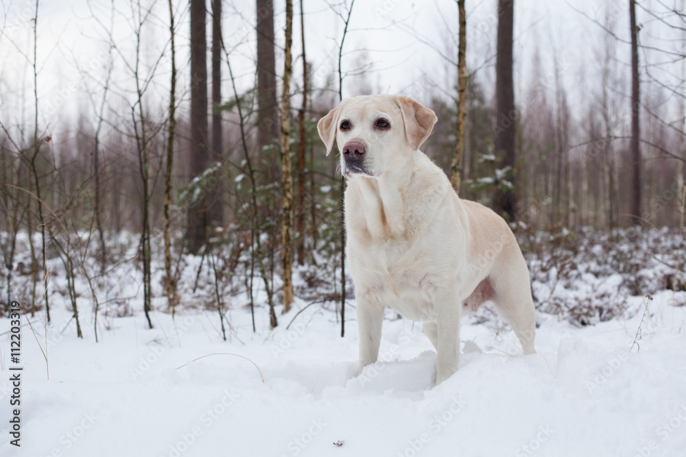 Лабрадор-ретривер на прогулке в зимнем лесу 