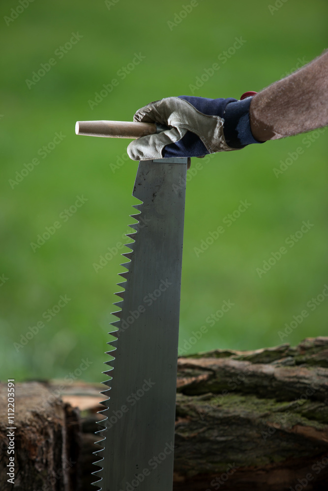 cutting trees for firewood, hand saw cutting
cutting trees for firewood, hand saw cutting