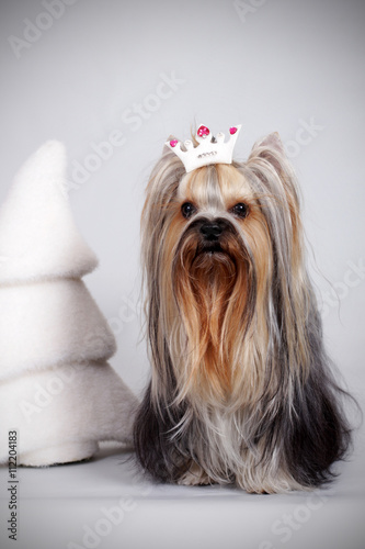 Yorkshire Terrier sitting in the crown