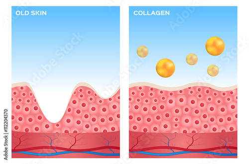 collagen and skin vector , collagen apply on skin