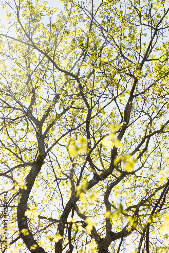 Nature in spring. Tree with fresh leaves and blue sky. Vibrant colorful nature detail. Concept of springtime, growth and vitality. Nature in spring. Tree with fresh leaves and blue sky. Vibrant colorful nature detail. Concept of springtime, growth and vitality.