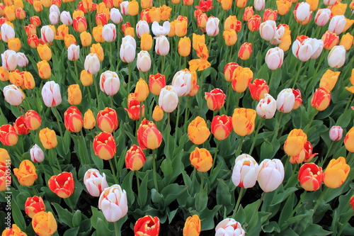Foto Stunning array of bright and colorful tulips in meticulously landscaped garden