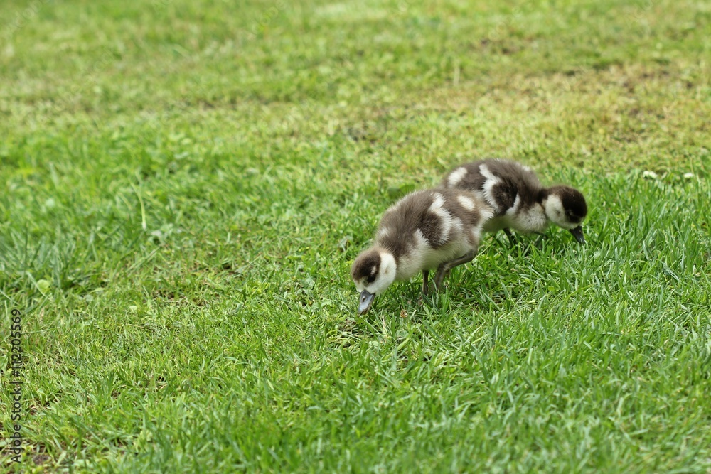 Zwei Nilgansküken (Alopochen aegyptiacus) fressen auf einer Wiese
Zwei Nilgansküken (Alopochen aegyptiacus) fressen auf einer Wiese