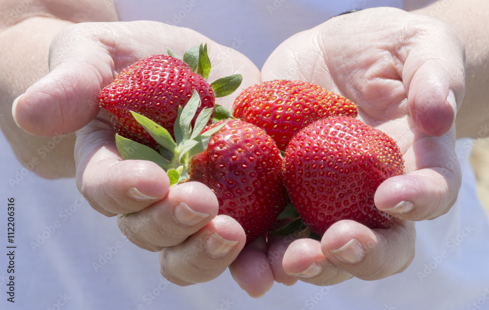 Obraz premium Çilek