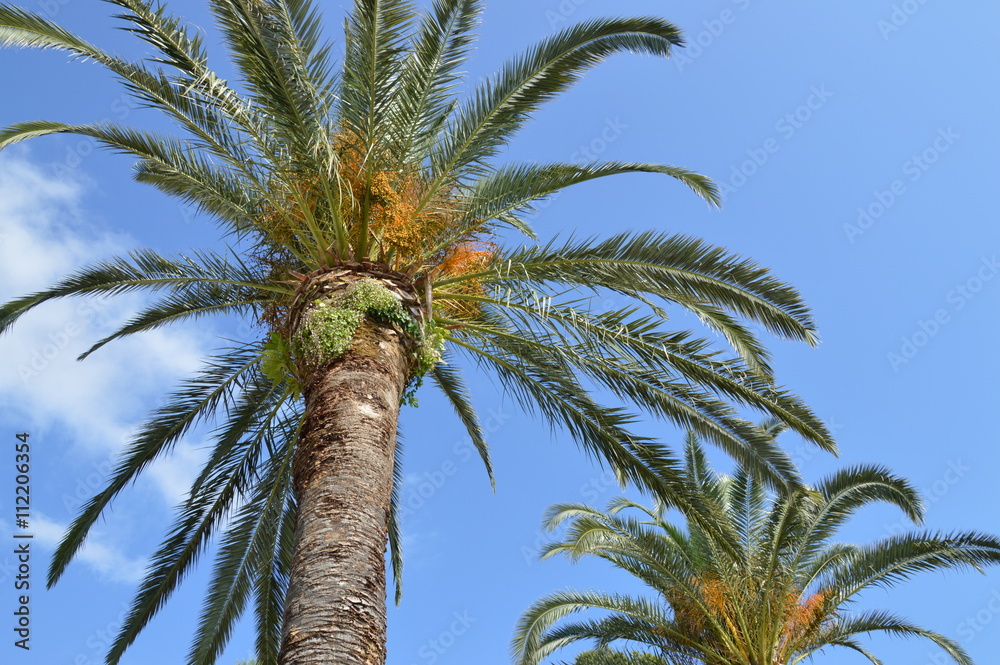 Naklejka premium Palmen vor blauem Himmel
