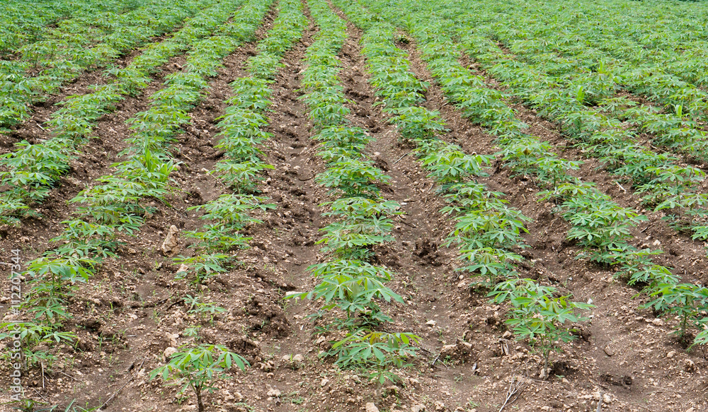 field of cassava aged around 1 month after planting field of cassava aged around 1 month after planting