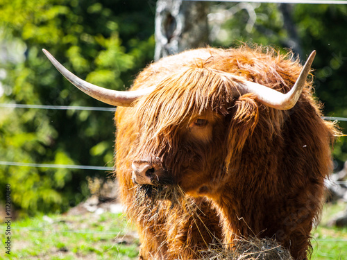 Scottish highland cow