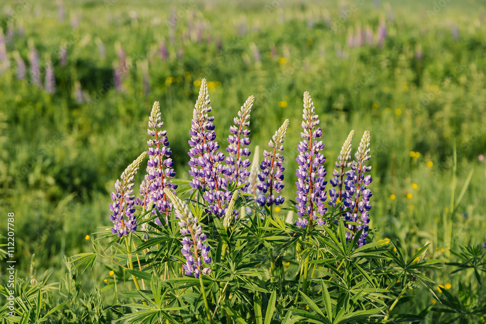 Blooming lupins flowers in summer sunset Blooming lupins flowers in summer sunset