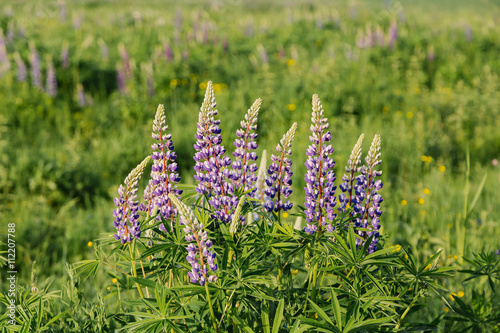 Blooming lupins flowers in summer sunset