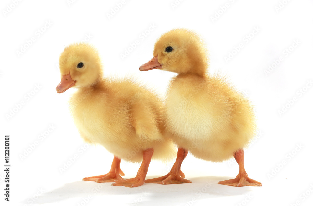 duck duck