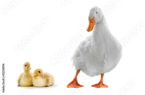 duck and small chicken