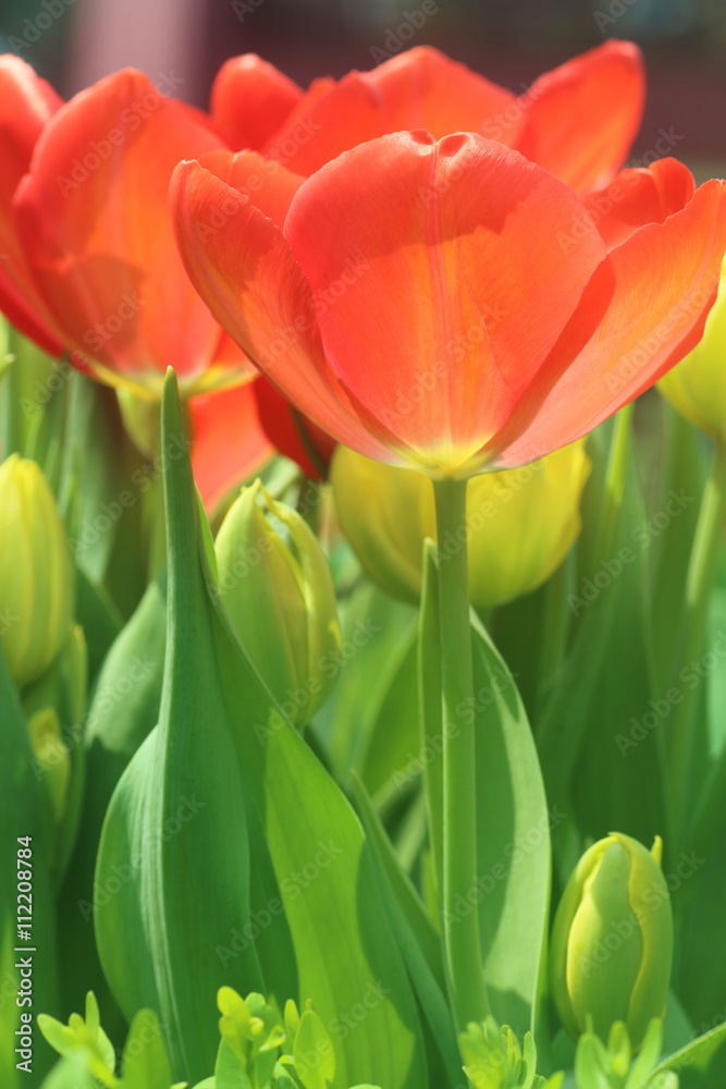 Tulip Orange Panic Tulip Orange Panic