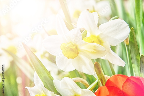 Field with bright white Narcissus