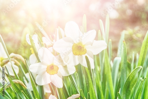 Field with bright white Narcissus