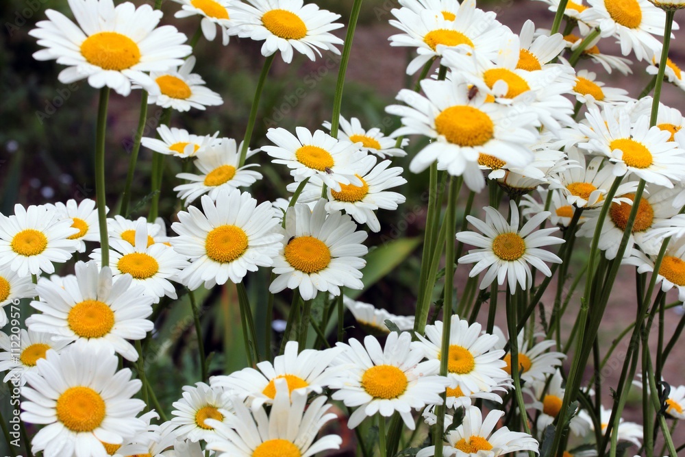 daisies in the garden daisies in the garden