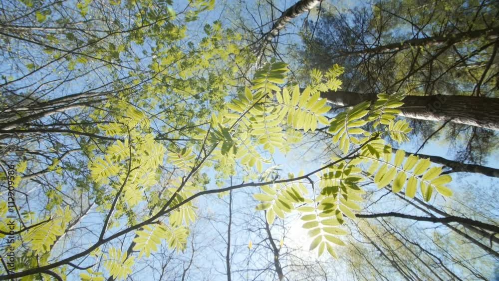 Looking up under the canopy of a rowan bush. Spring Looking up under the canopy of a rowan bush. Spring